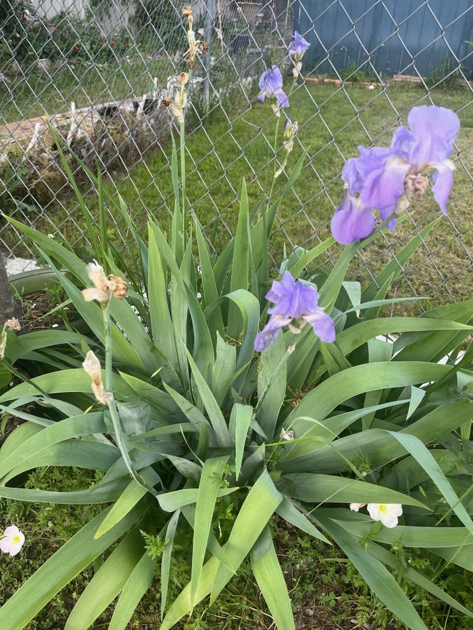 7 Iris Fresh Bearded Iris Rhizomes Mixed Varieties