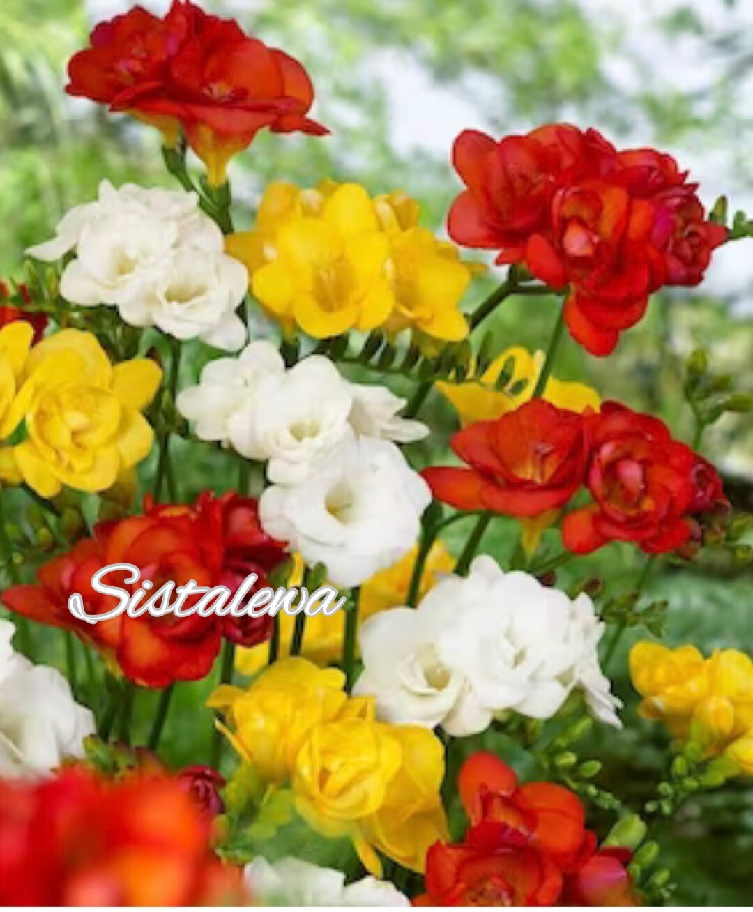 Freesia ~ Double Single MIX – (5) Flower bulbs – Colorful