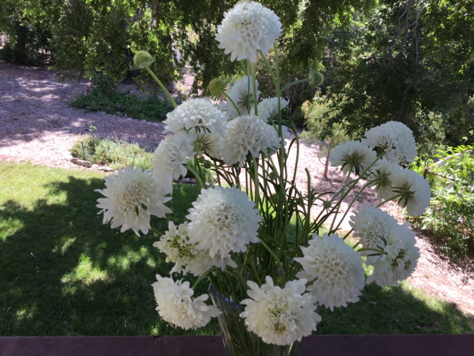 Scabiosa “Snowball” Wedding Flower seeds Pincushion 50 seeds