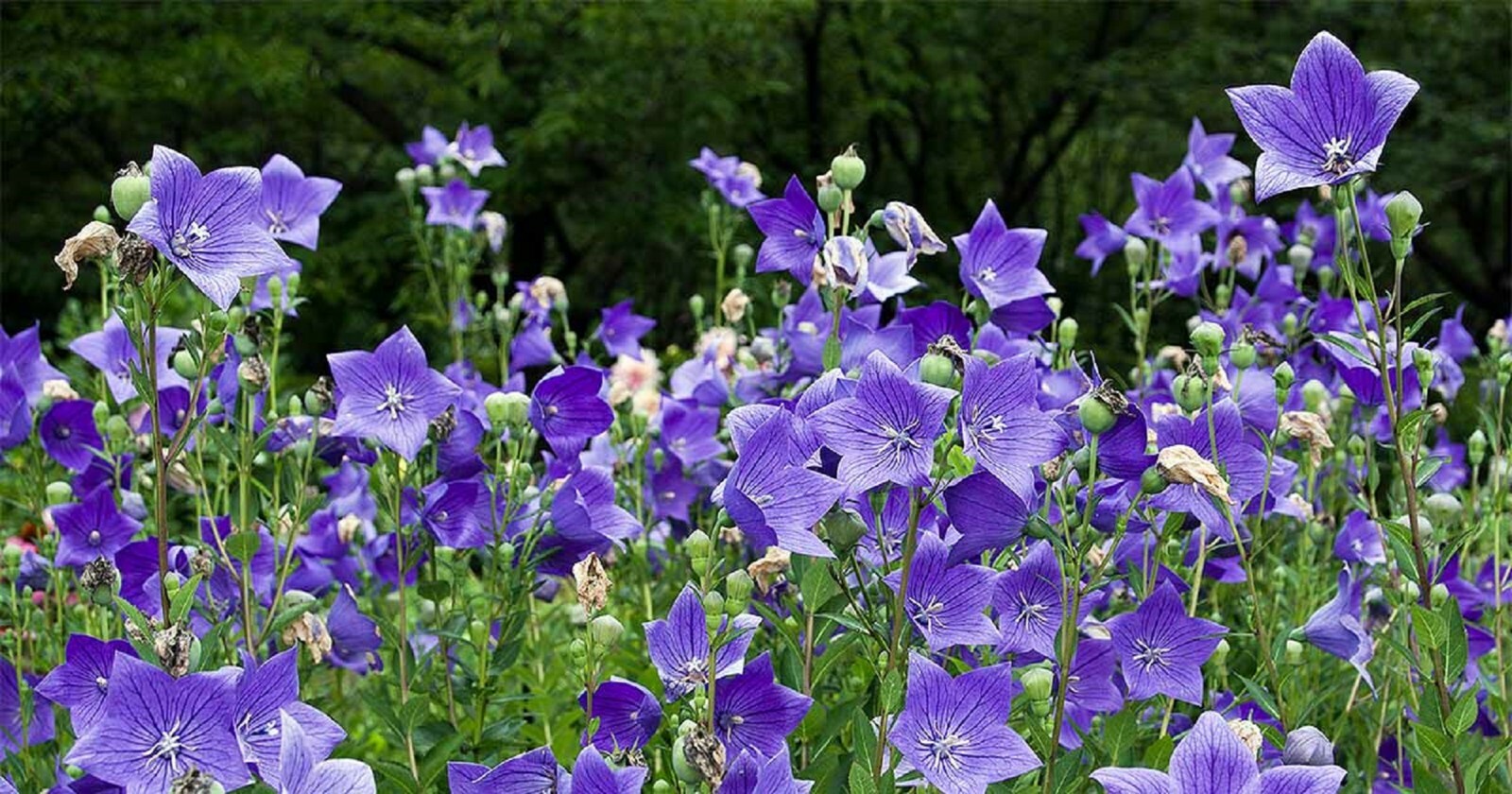 100 Balloon Flower Seeds – Platycodon grandiflorus Chinese Bellflower Perennial