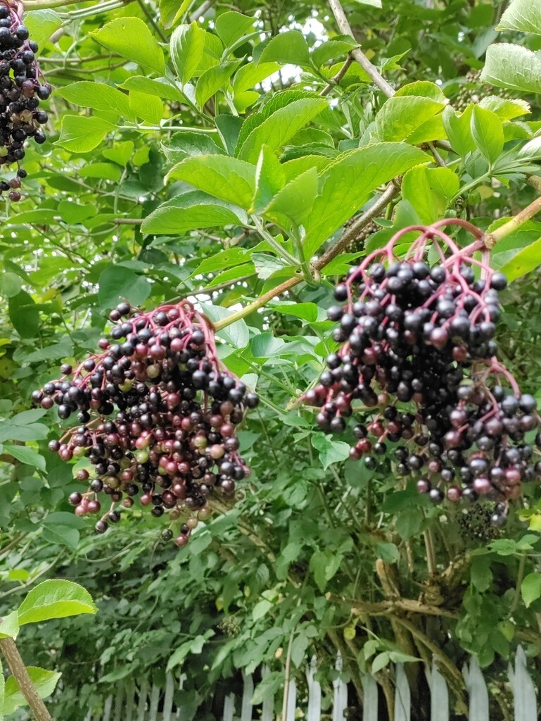 European Elderberry Seeds – Black Elderberry – (Sambucus Nigra) – Free Shipping