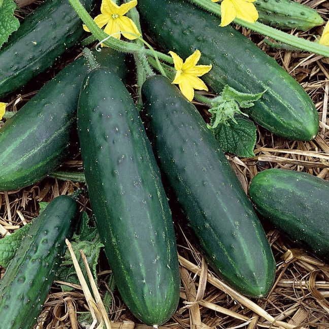 Spacemaster 80 Cucumber 30 Seeds Compact Non-GMO