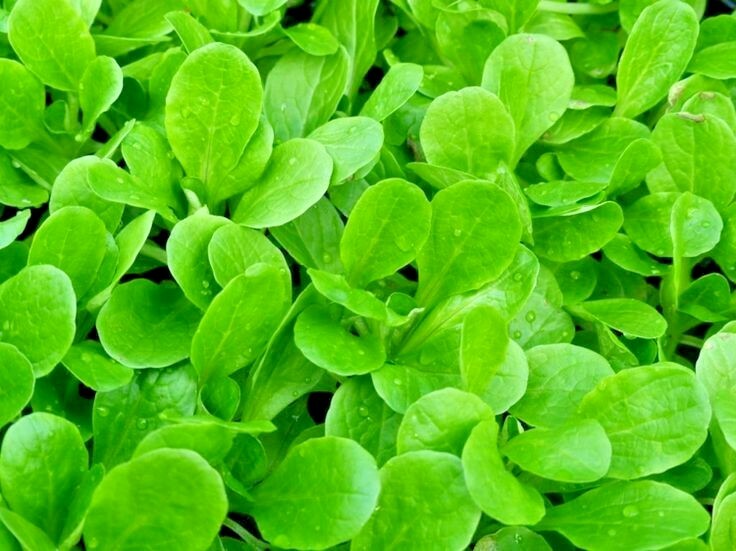 600+Dutch CORN SALAD Seeds Organic Lambs Lettuce Mache Garden Patio Container