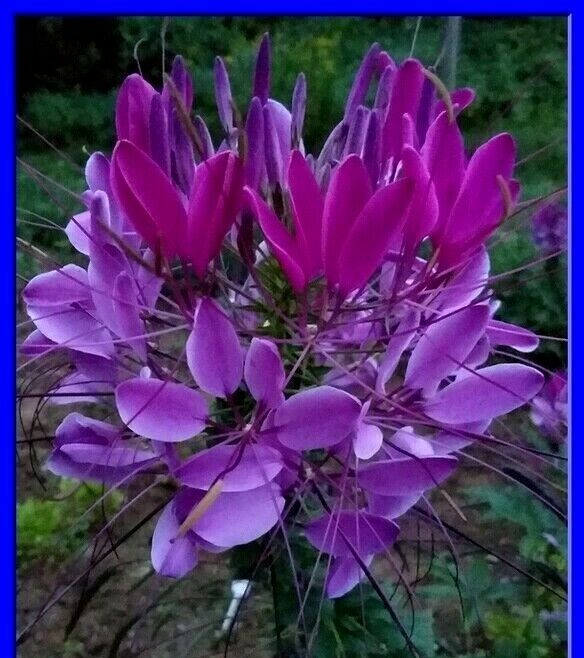 Violet Queen Cleome Seeds- (Spider Flower) 30 Seeds Comb. S/H See Our Store