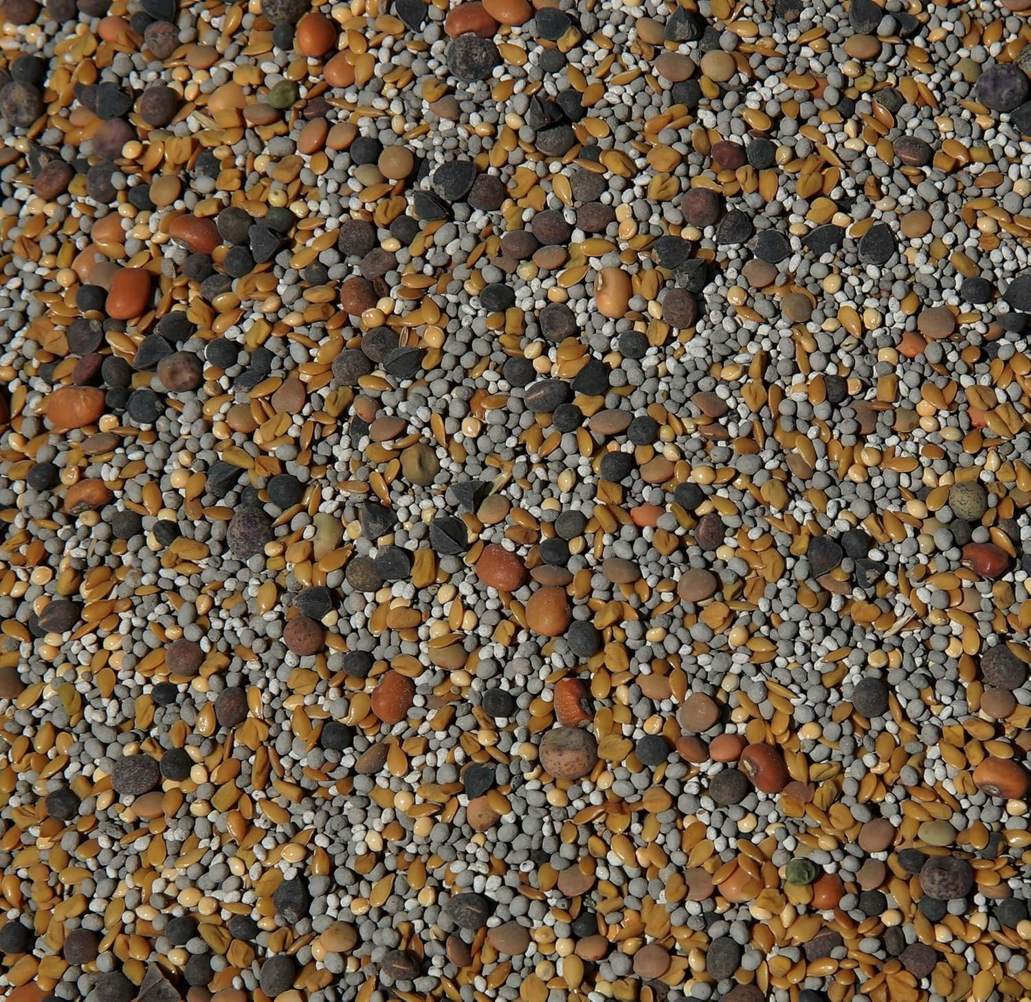 No-Till Cover Crop 13-Seed Mix ½-lb: [50% Clovers Plus Fenugreek, Vetch, Flax…