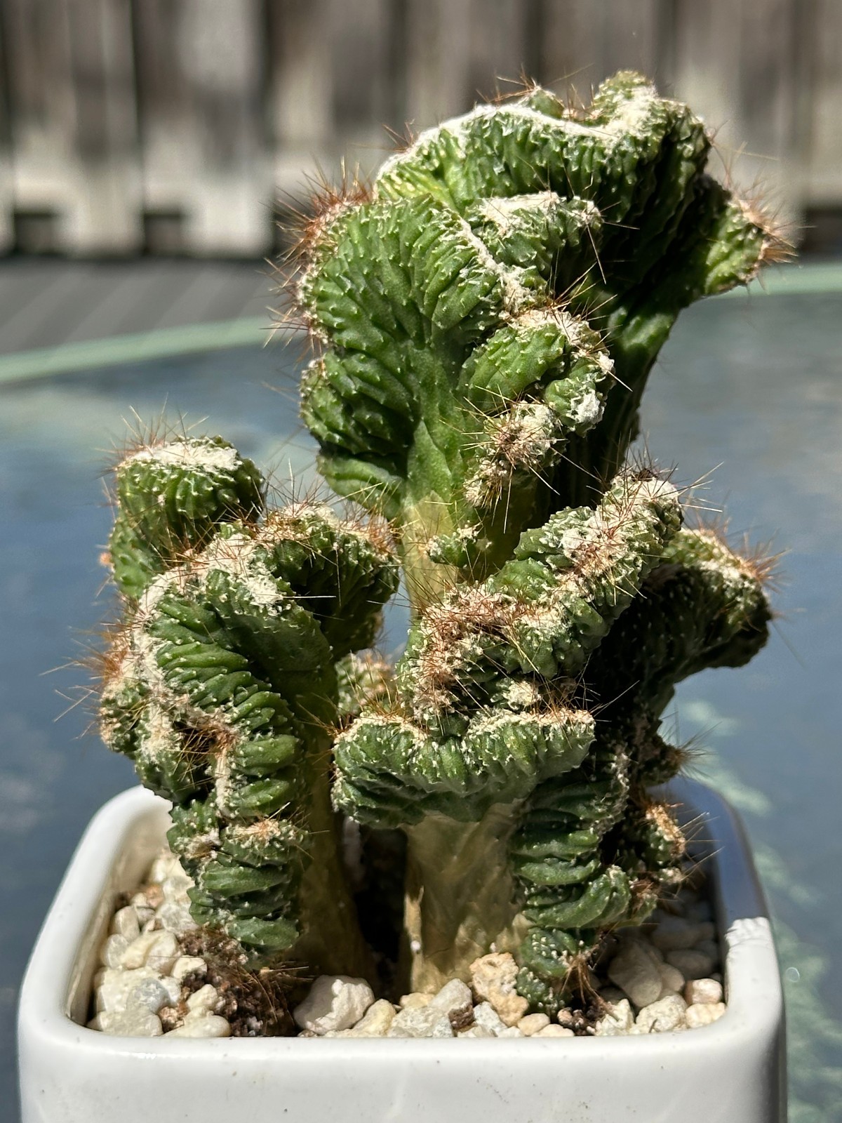 Cereus Peruvianus Crested Live Green Coral Cactus in 5″ pot FREE SHIPPING