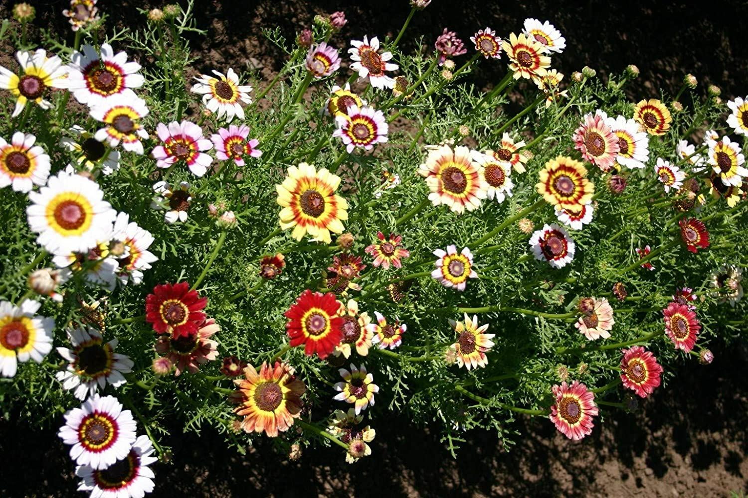 Daisy Seeds Painted Daisy Flower Seeds,”COOL BEANS N SPROUTS” Brand. Home Garden
