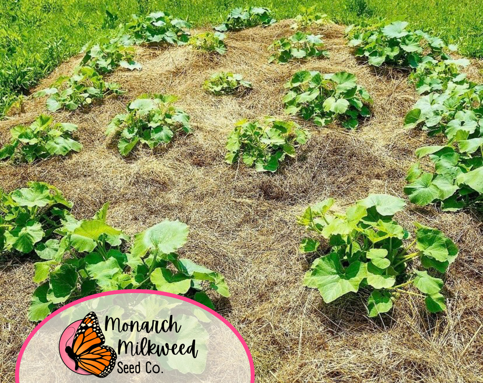 75+ Butternut Squash Seeds | Heirloom, Non-GMO, Vegetable Gardening Seed Packet