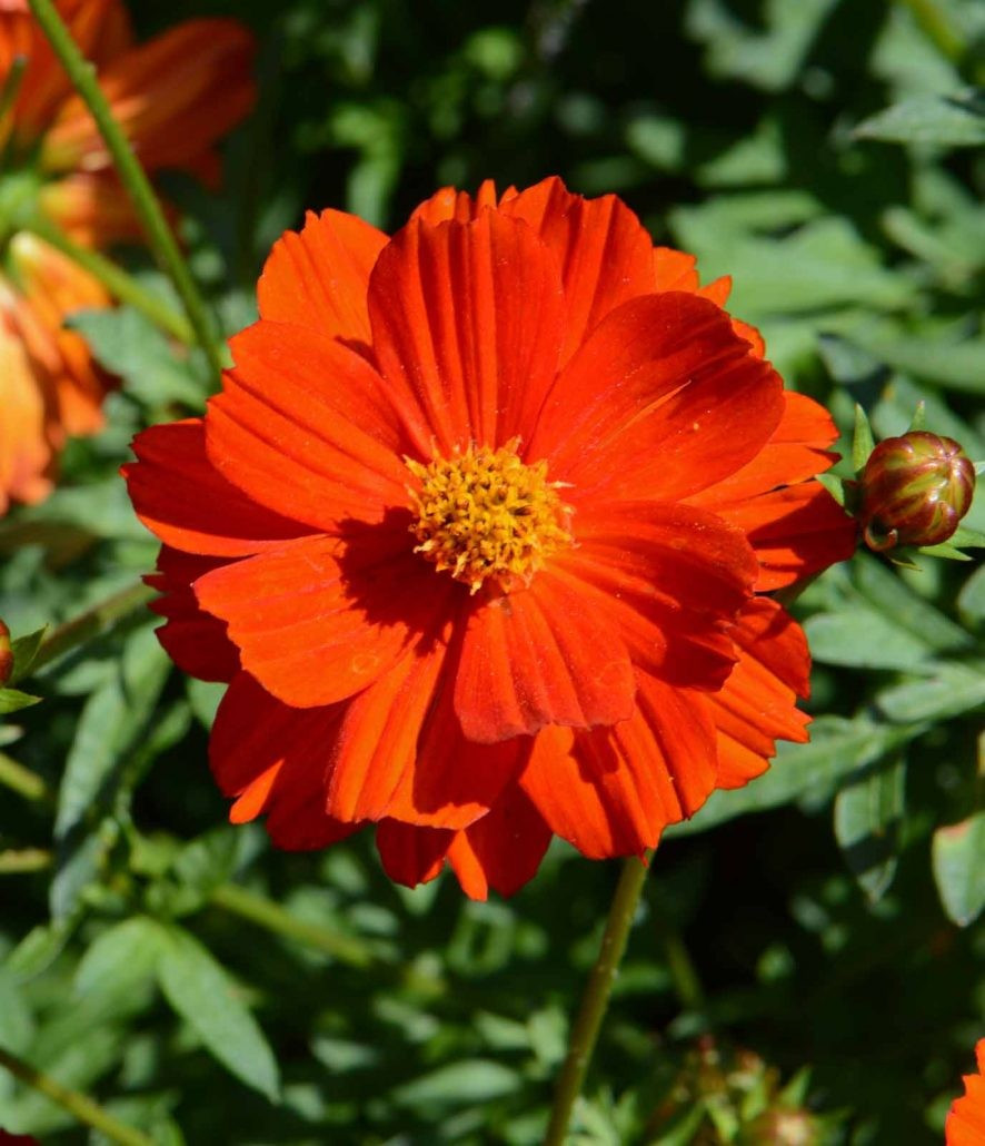 200+ Sulphur Cosmos Seeds – Bright Lights – NON GMO – Hummingbirds – Butterflies