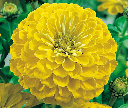 ZINNIA CANARY BIRD Zinnia Elegans – 1,000 Bulk Seeds