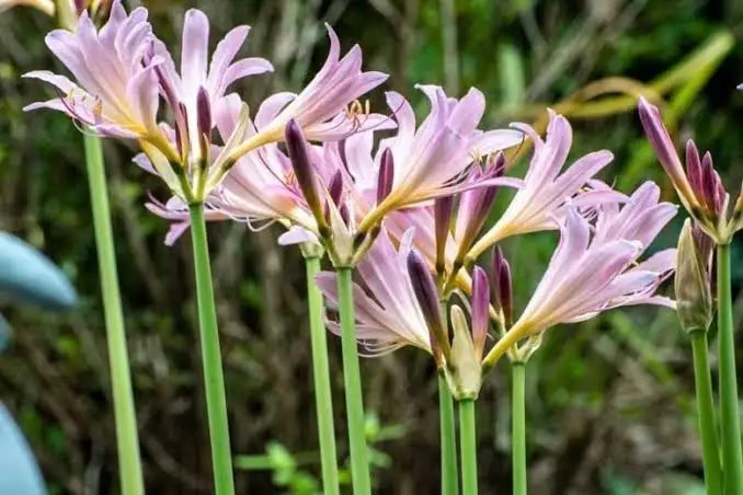 5 Lycoris Squamigera Bulbs Surprise Lily Resurrection Naked Ladies Magic Lilies