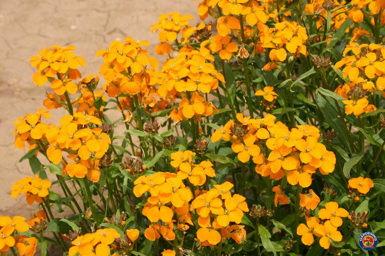 Orange Siberian WALLFLOWER Cheiranthus Allionii Seeds (500 to 5000 SEEDS)
