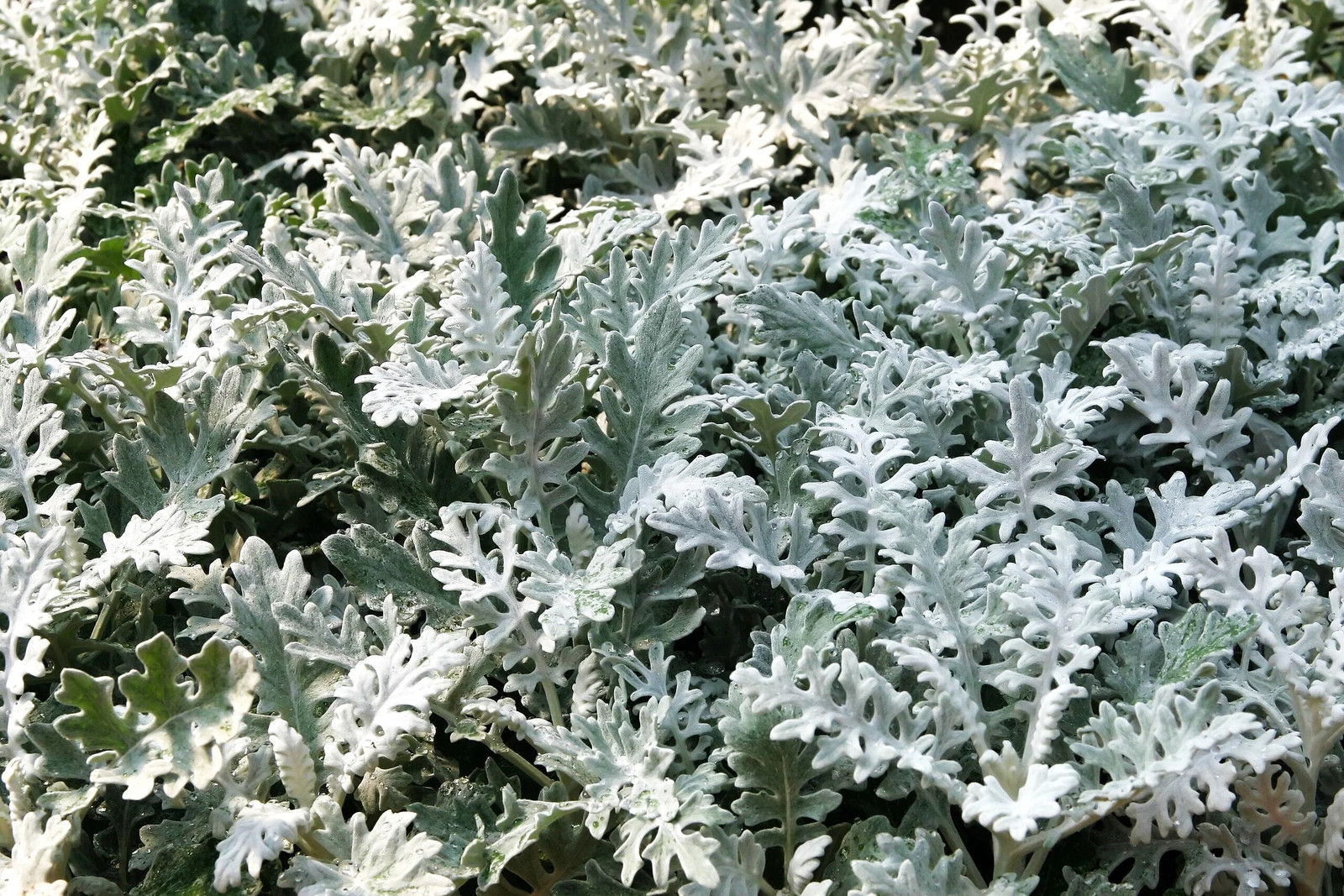 Dusty Miller Seeds – For 2025 Planting Senecio Cineraria Fuzzy Silver White Leaf