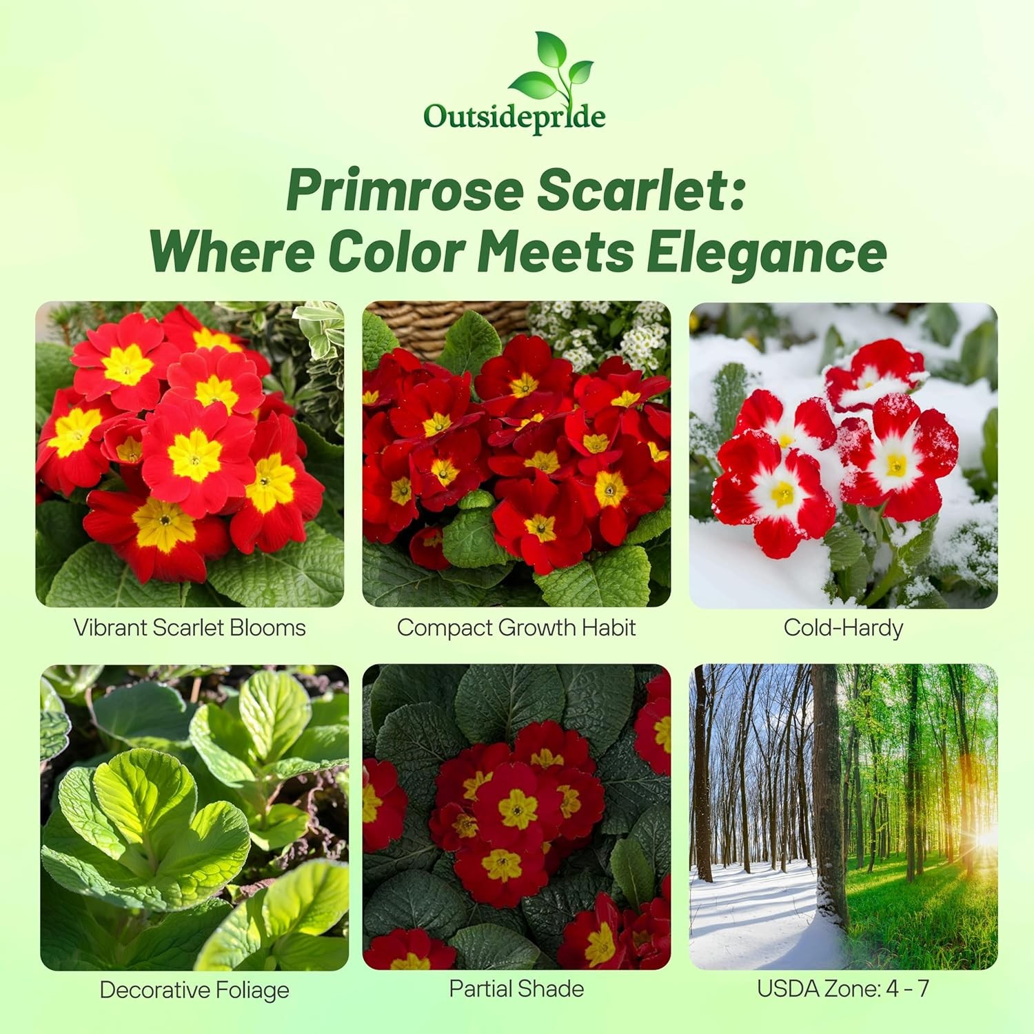 200 Seeds Primrose Seeds – Scarlet Primula Acaulis Flower Seed
