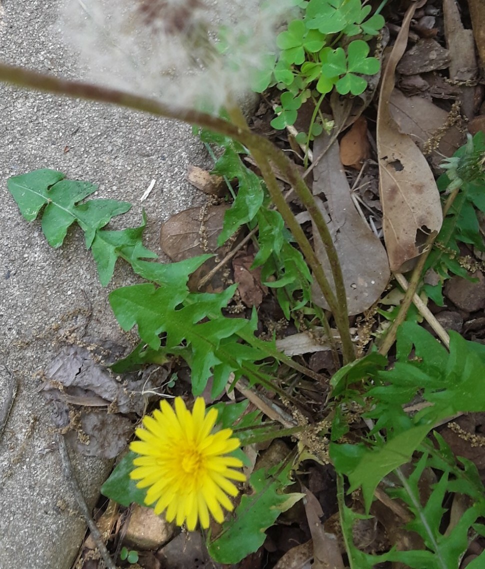 100 + Common Dandelion Seeds.US grown.