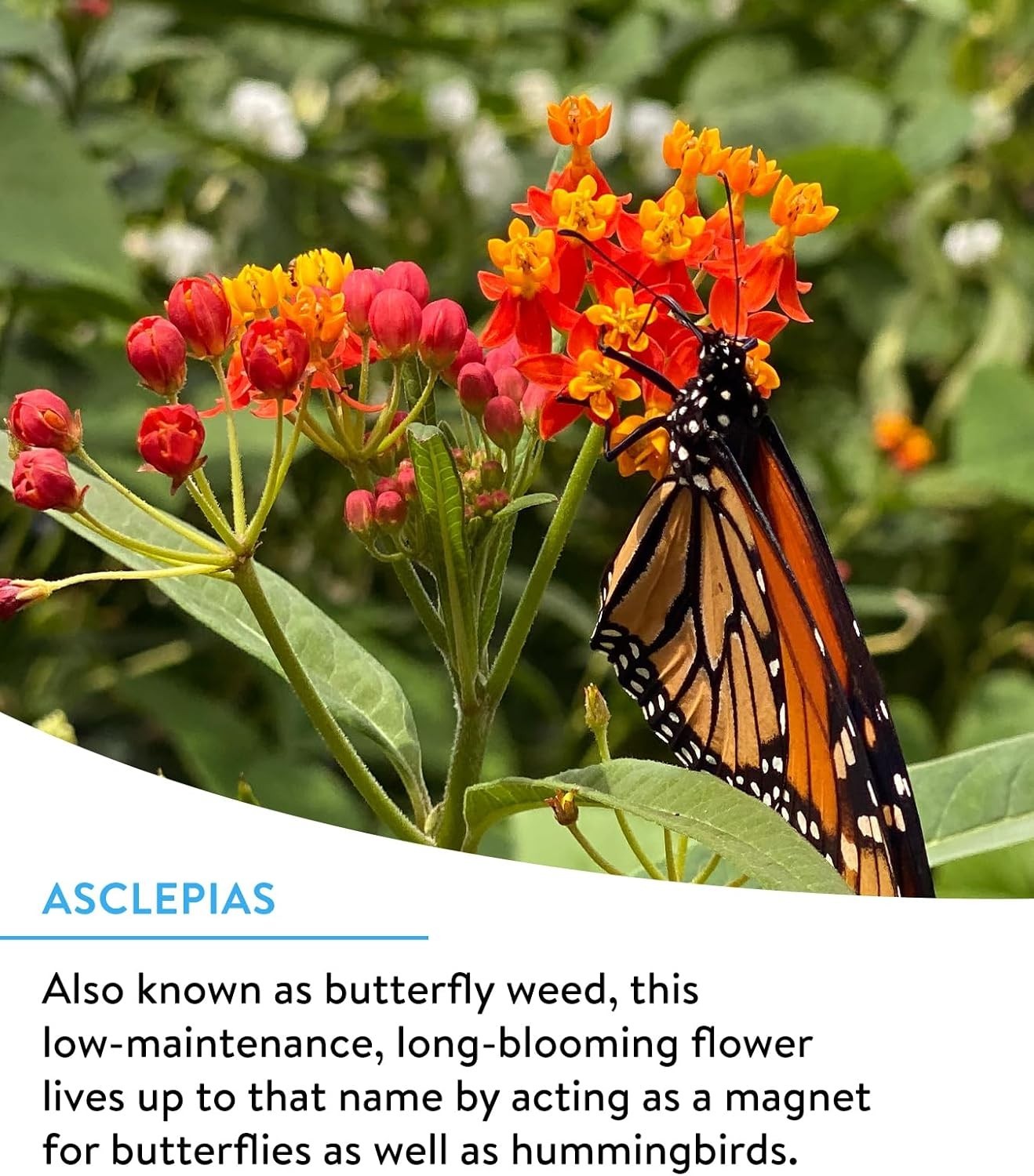 25,000 Non-GMO Wildflower Seeds: Attract Hummingbirds & Butterflies All Season