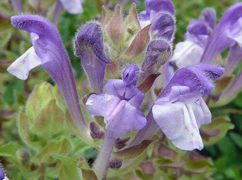Scutellaria alpina | Alpine Skullcap | 20 Seeds