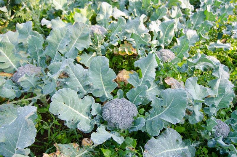 Solstice broccoli seeds
