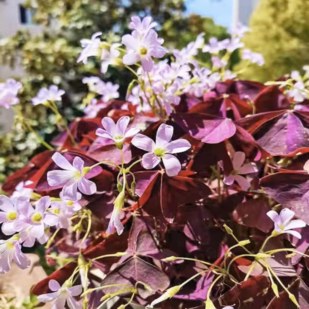 GMO-Free 12+ Purple Shamrock Bulbs for -Round Indoor & Outdoor Blooming