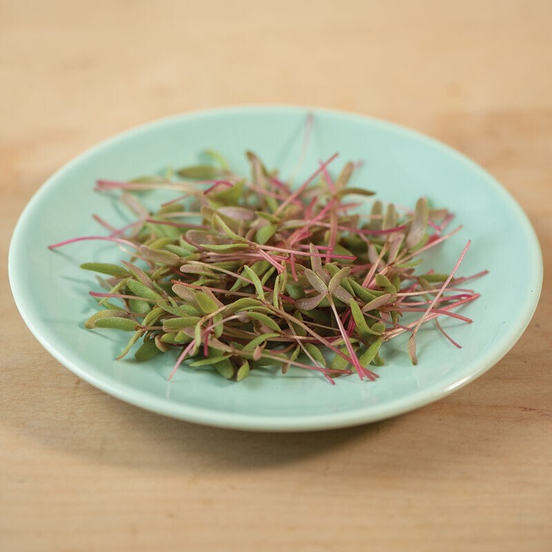 1000 Red Purslane Seeds Portulaca oleracea Mild, spinach-like flavor. Ship Free.