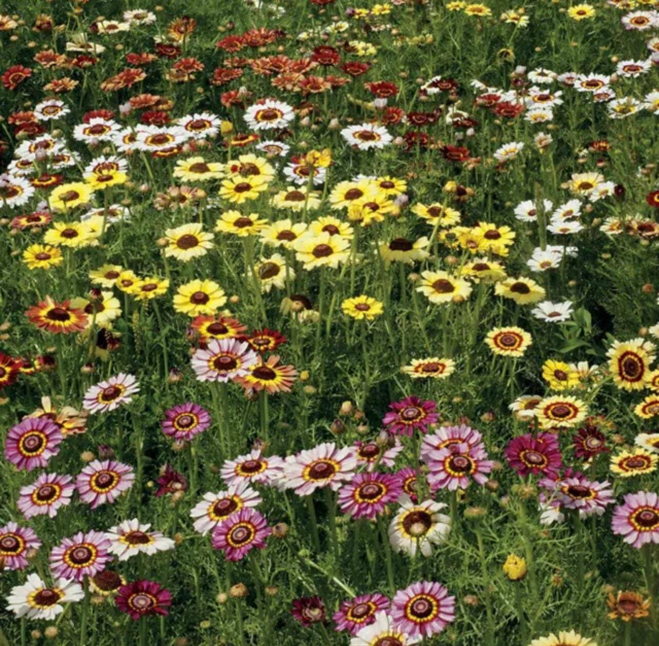 100+ Painted Mix Daisy Seeds | Colorful Rings Rainbow Paper Wild Flower Seed 20