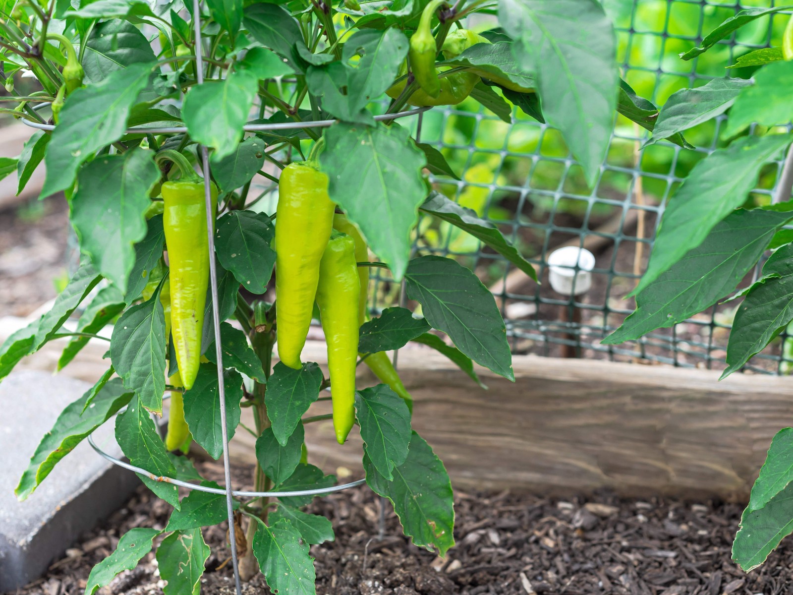 250 SWEET BANANA PEPPER Capsicum Annuum Vegetable Seeds