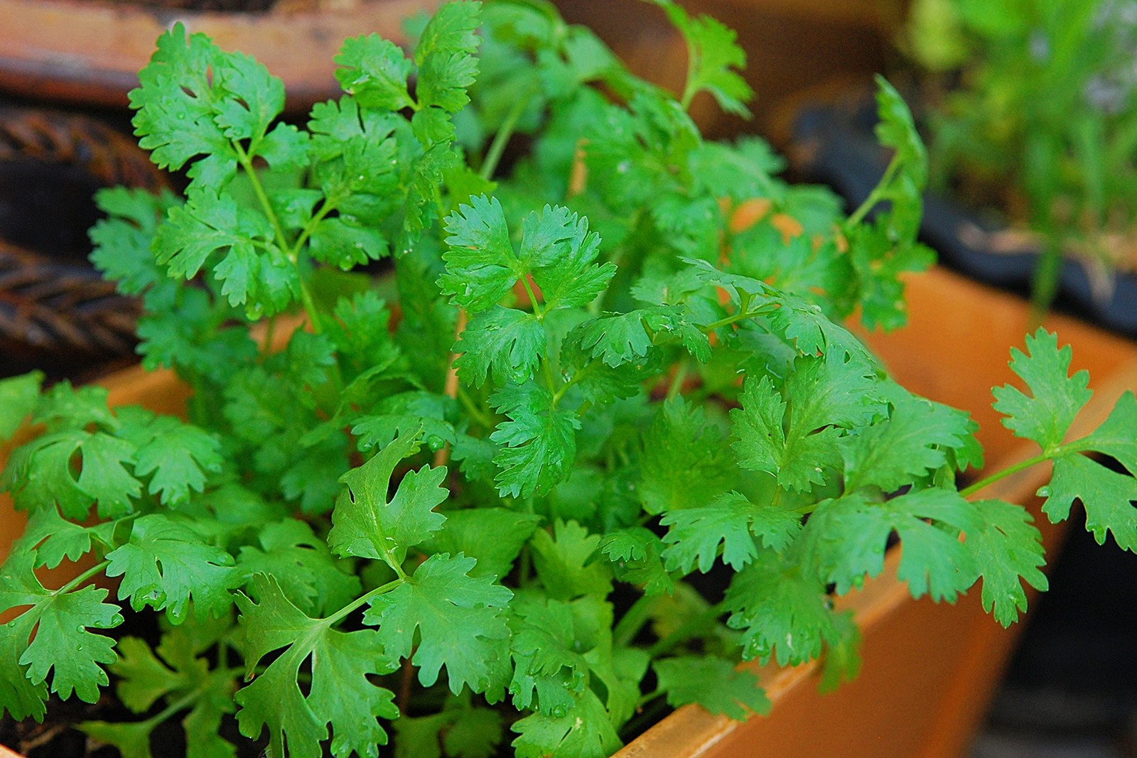 500+ Cilantro Seeds for Planting Heirloom NonGMO USA Grown Herb Seeds in Pre…
