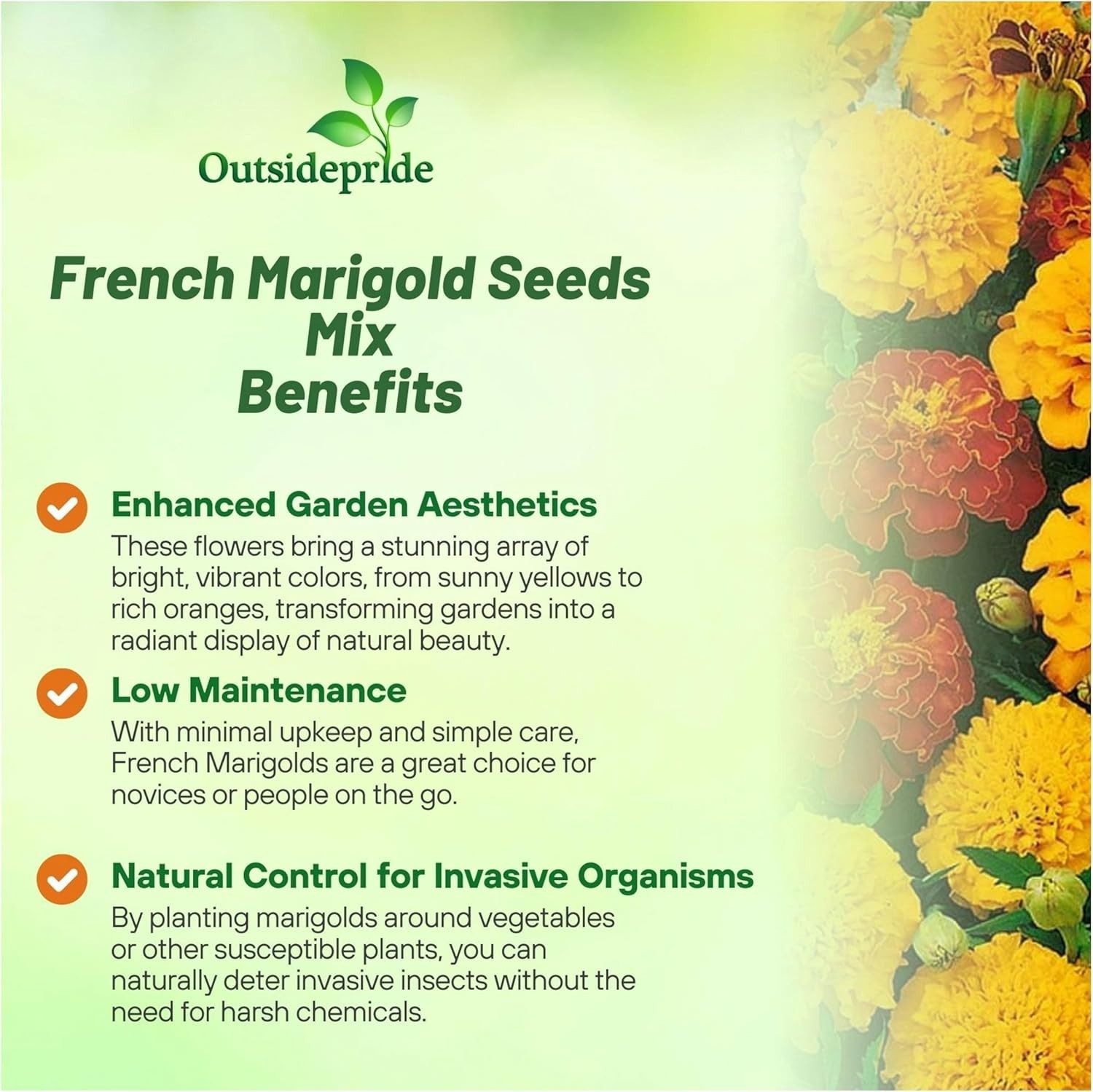 1/4 Lb French Marigold Seeds – Compact, Vibrant Blooms for Pollinator Gardens
