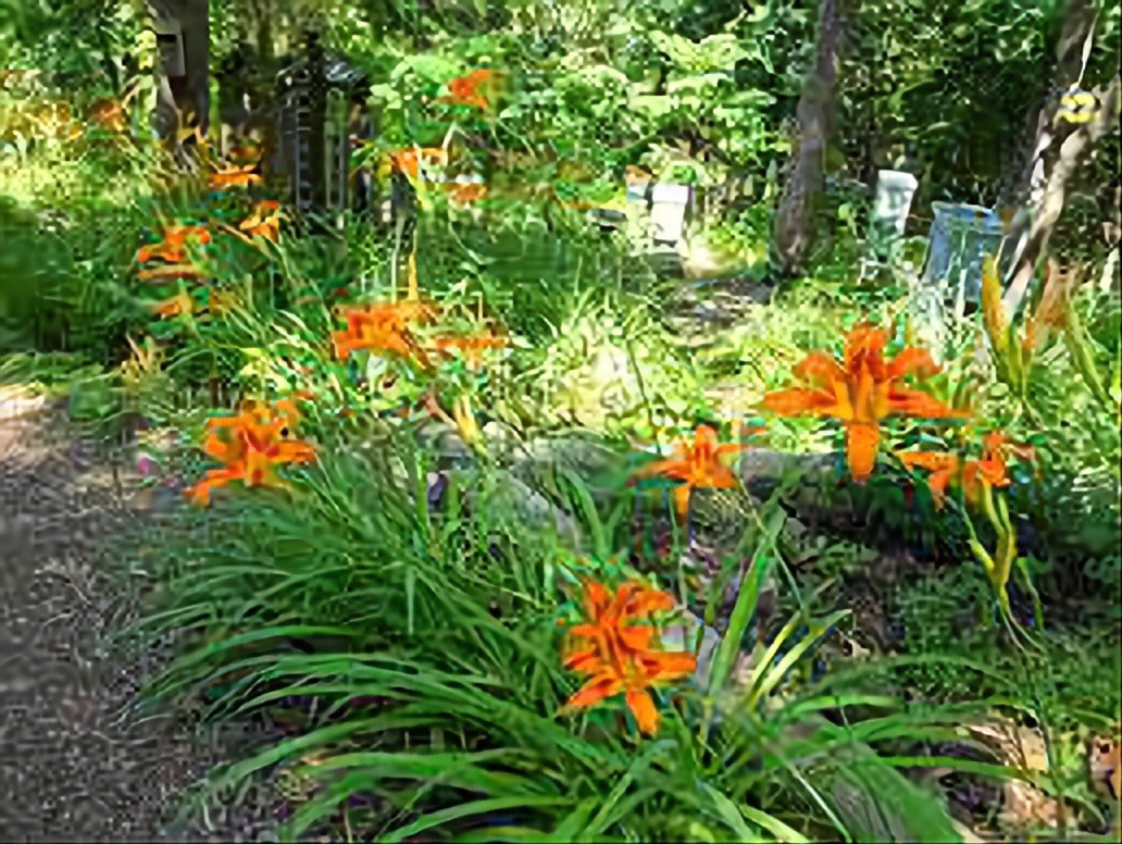 ✨5 Orange Day Lily Bare Root ✨
