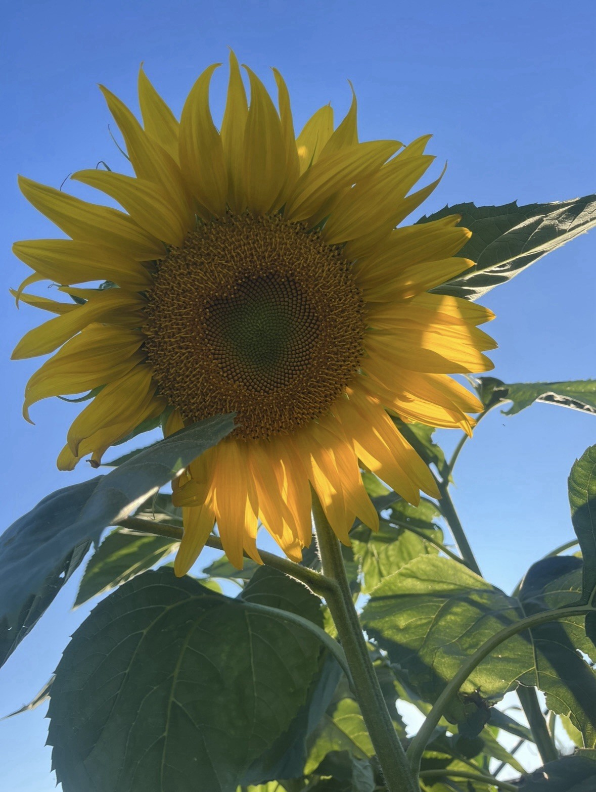 Mammoth Sunflower Seeds MASSIVE FLOWERS Local,No Spray Family Farm FREE SHIPPING