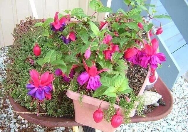 50pcs/bag Fuchsia Seeds Potted Flowers seeds,bonsai seeds.#1226
