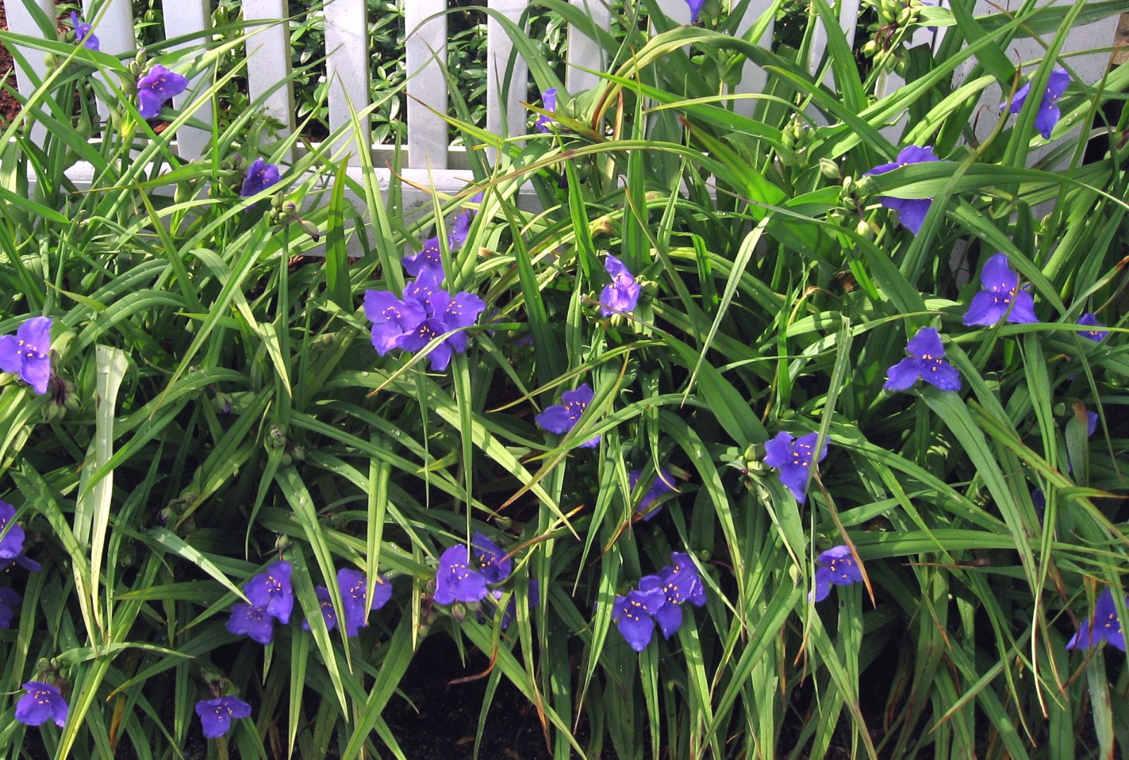 10 Spiderwort Blue Flower Live Perennial Plants Tradescantia Inchplant Dayflower