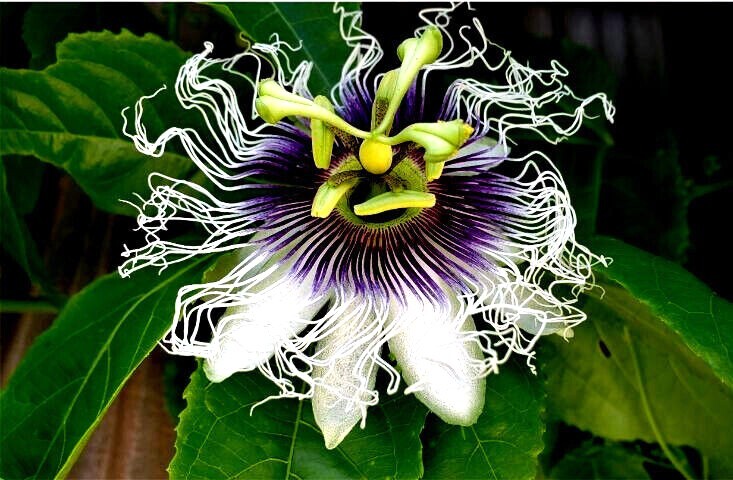 PURPLE PASSION FRUIT FLOWER SEEDS Granadilla Passiflora edulis Garden Vine Plant