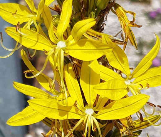 KING’S SPEAR Asphodeline Lutea – 20 Bulk Seeds
