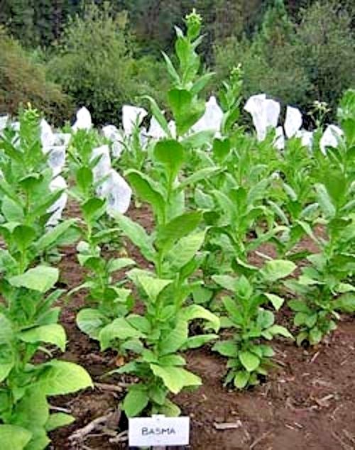 TURKISH BASMA TOBACCO – 100 SEEDS