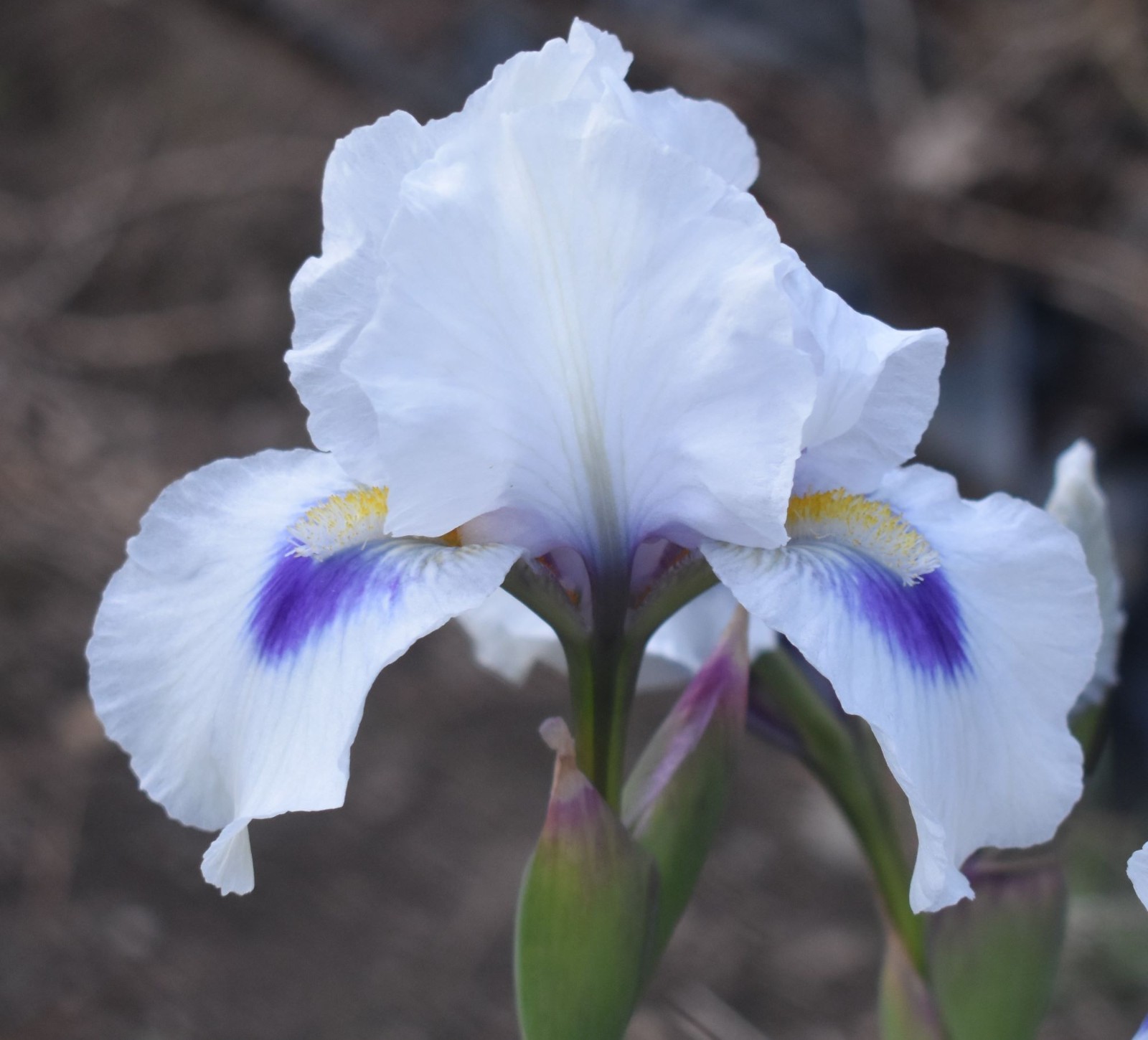 ‘Desert Snow’ AB Bearded Iris Rhizome PRE-SALE to Ship Aug/Sept