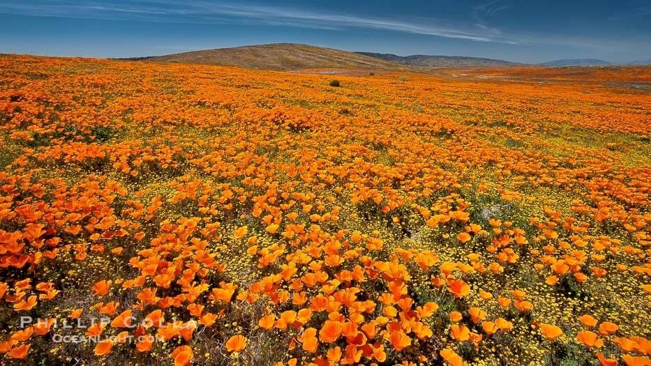 501+ORANGE CALIFORNIA POPPY Seeds Native Wildflower Container Flower Garden