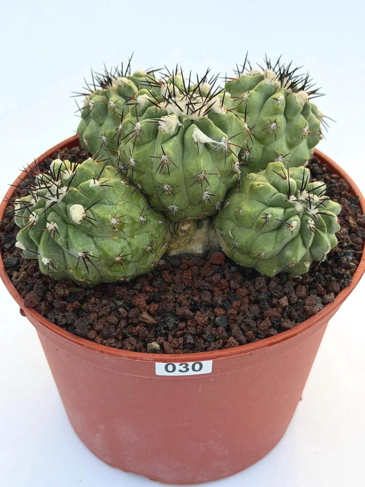 Copiapoa Cinerea Hybrid Cluster | Rare Collector Desert Succulent Plant