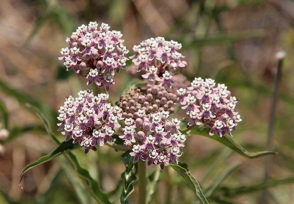 Asclepias fascicularis | Narrow-Leaf Milkweed | 25 Seeds