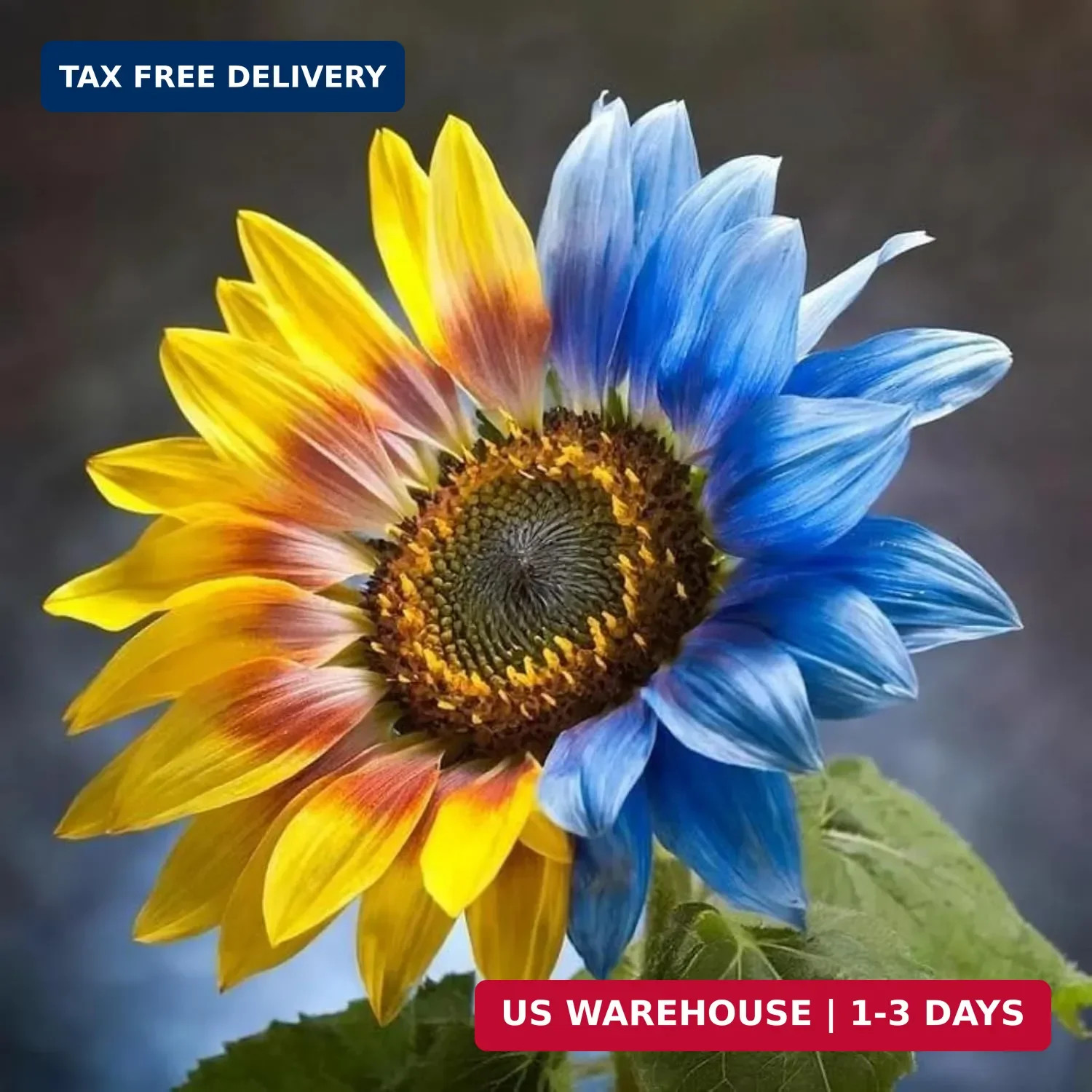 100+ Sunflower Seed for Planting – Dwarf Sunflower Seeds Non GMO Heirloom Seeds