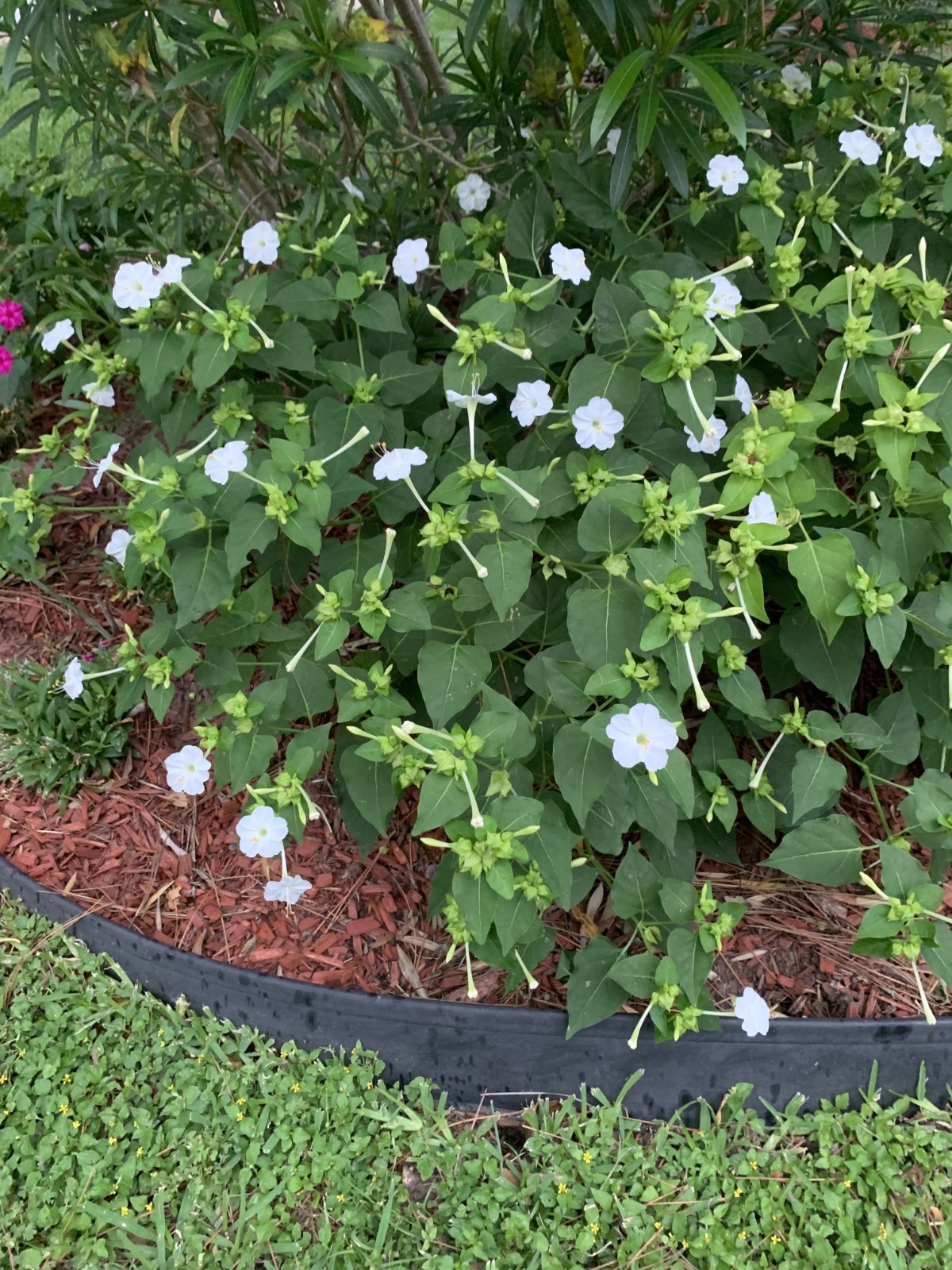 🌺 50+ Bright White 4‑O’Clock Seeds – Stunning & Fragrant Evening Blooms