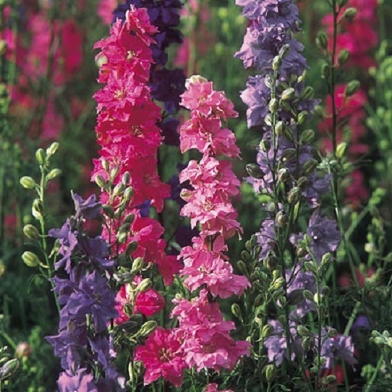 Larkspur Seeds Rocket Mix Delphinium Seeds 500 Larkspur Seeds