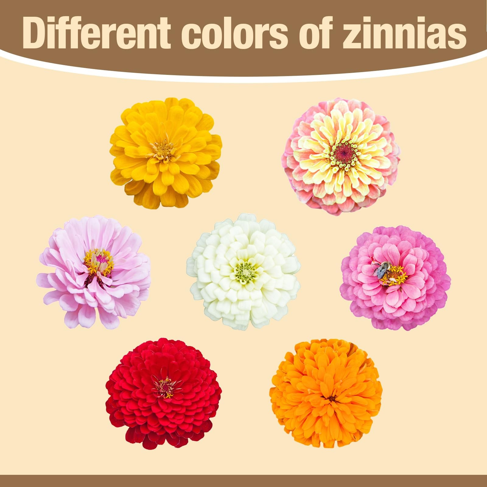 8000 Zinnia Flower Seeds – Color Mix, High Germination, Easy to Grow, 2 Oz