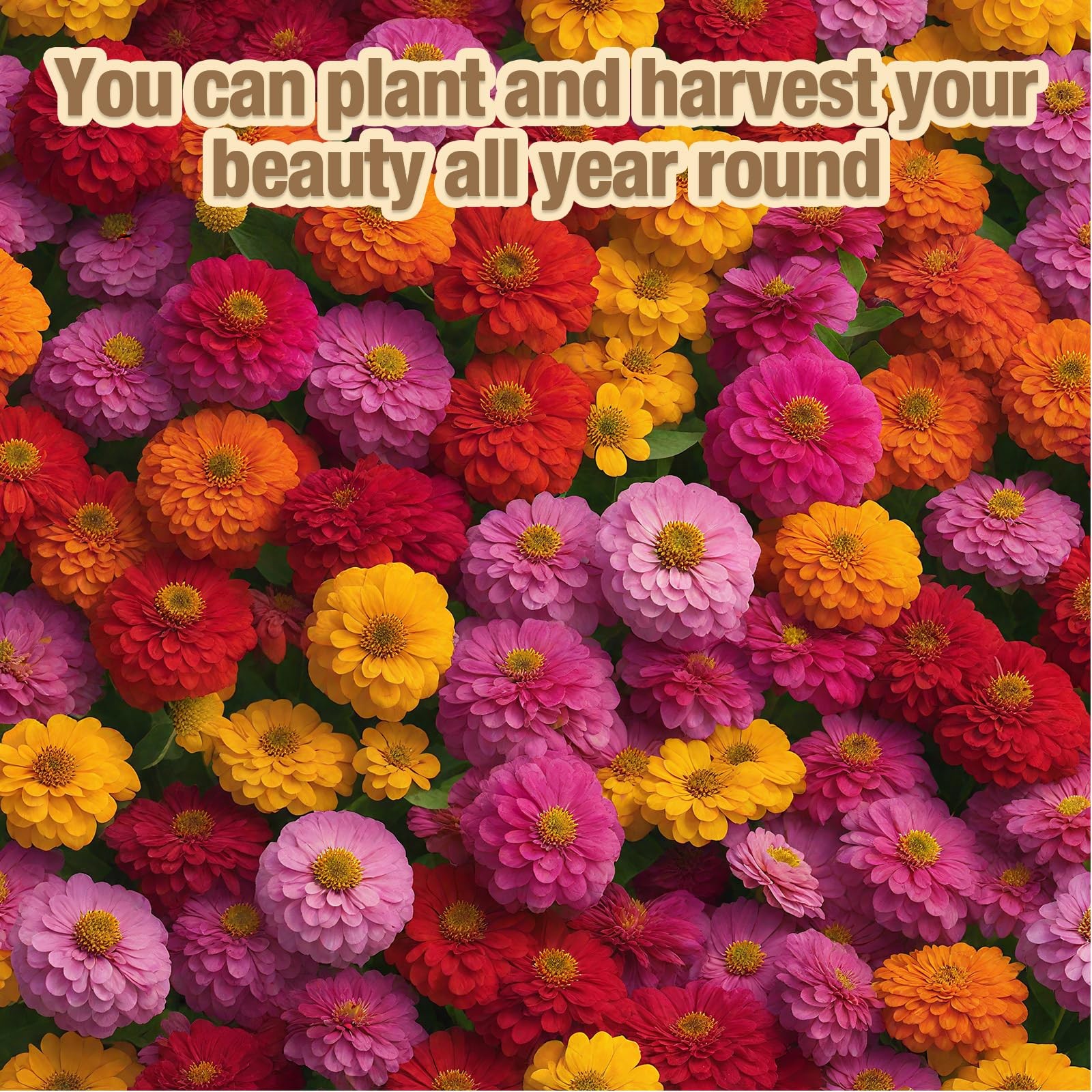8000 Zinnia Flower Seeds – Color Mix, High Germination, Easy to Grow, 2 Oz