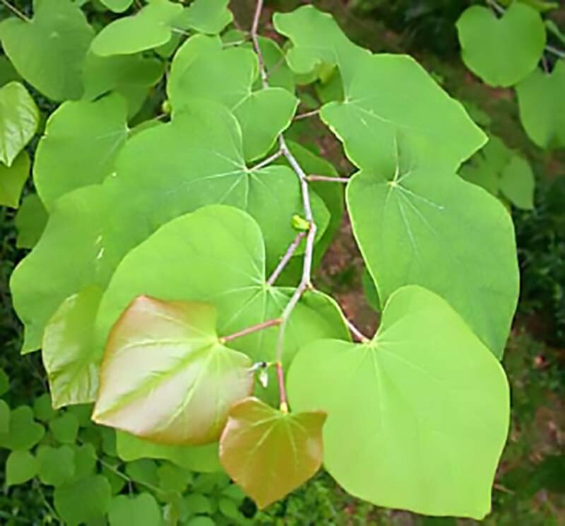 Eastern Red Bud, Cercis Canadensis Tree Seeds