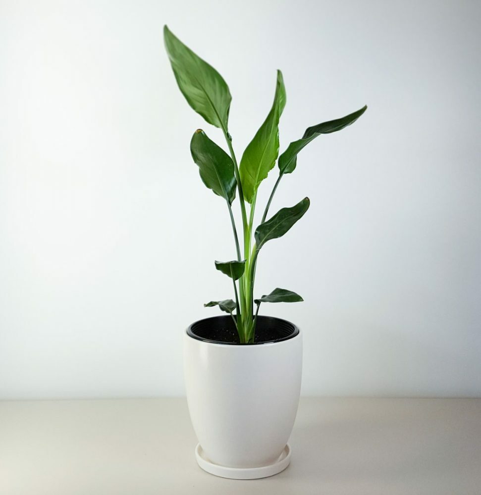BIRD OF PARADISE LIVE PLANT