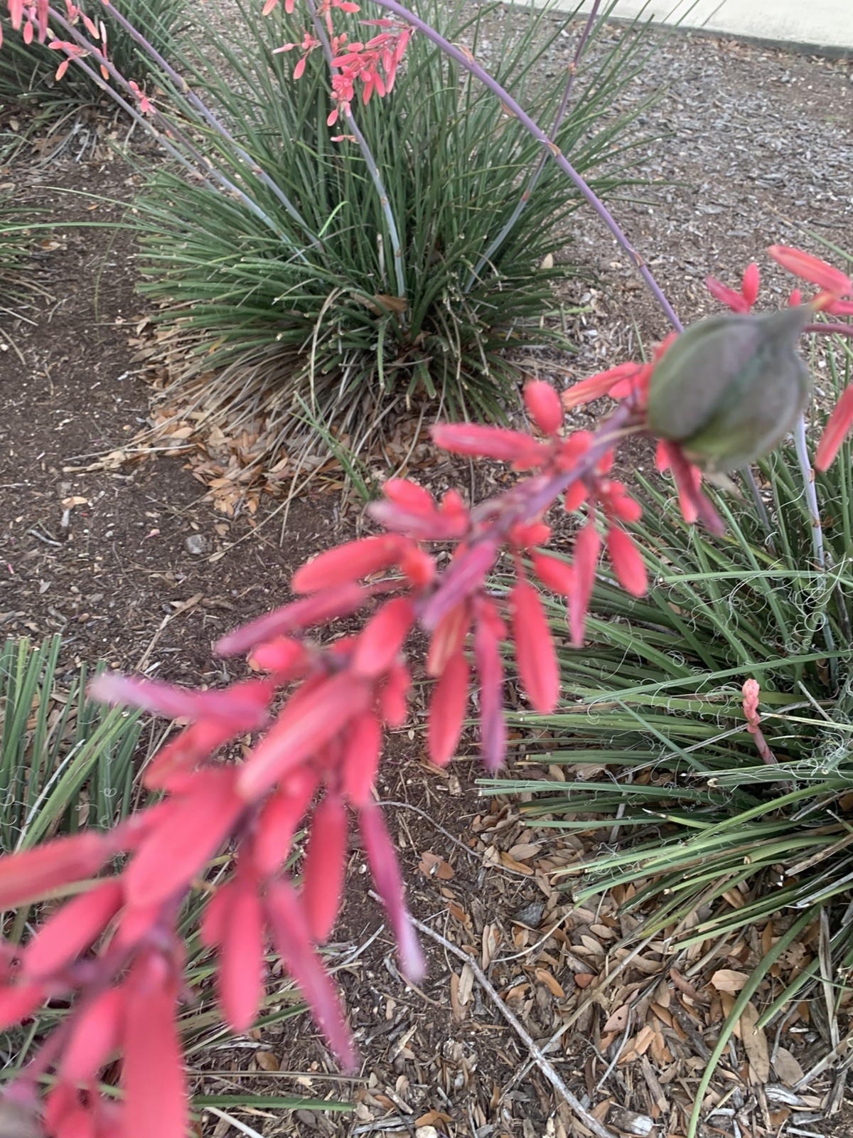 25+ Red Yucca Hesparola Parviflora Seeds