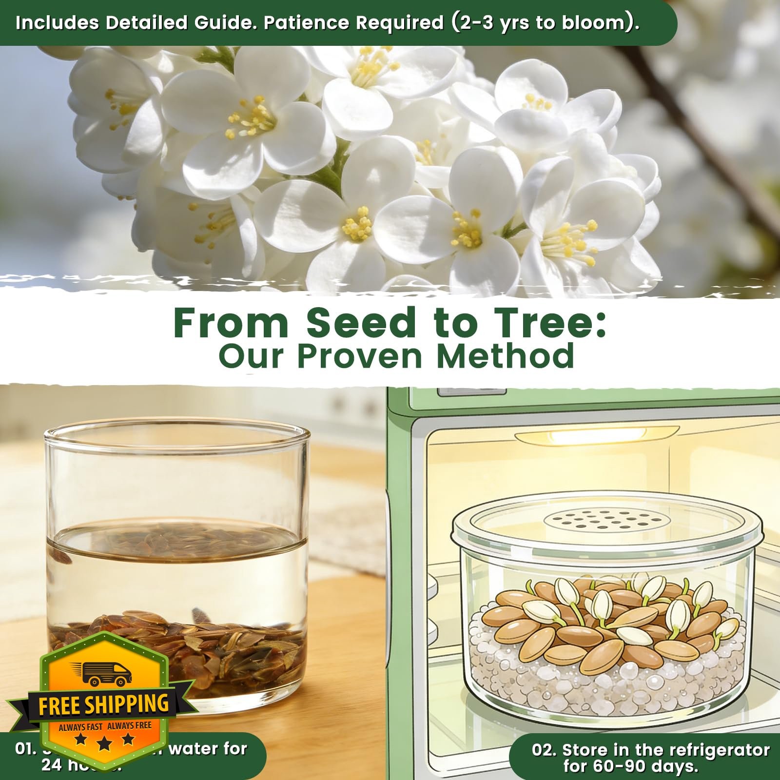PLANTMEW White Japanese Lilac Tree Seeds 10g Fragrant