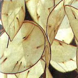 Lunaria annua mix 1,000 seeds