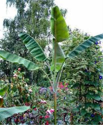 Musa yunnanensis | Yunnan Banana | Wild Forest Banana | 5 Seeds